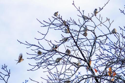 スズメの若鳥(66) 鳥,スズメ,若鳥の写真素材