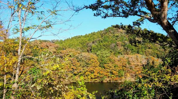 秋の笹川湖＆湖畔の紅葉（千葉県・君津市） 秋,笹川湖,紅葉の写真素材