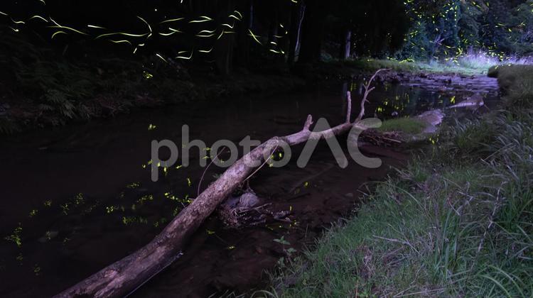 光の粒が舞い踊る幻想のホタルの森 ホタル,森,夜の写真素材