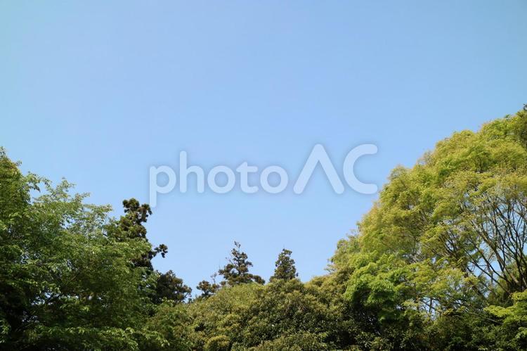 青空と木 快晴,春,朝の写真素材