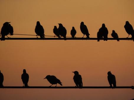 電線にとまる鳥たち 夕暮れ 電線にとまる鳥たち 夕暮れの写真