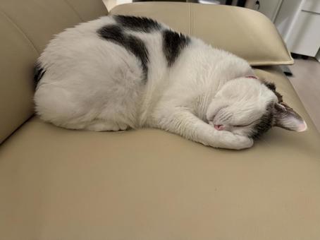 やってしまったー やってしまったーの写真