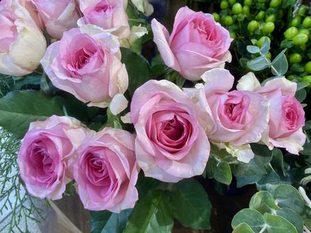 バラの花 バラ,ピンク,花の写真素材