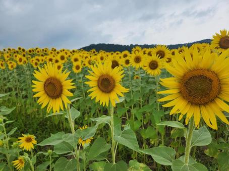 ひまわり ひまわり ひまわり,自然,向日葵の写真素材