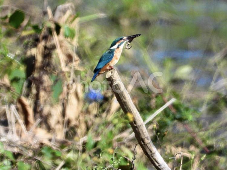 魚を咥えるカワセミ 鳥,野鳥,カワセミの写真素材