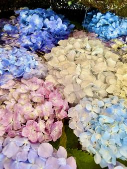 Beautiful hydrangea floating on water, JPG Beautiful hydrangea floating on water, JPG