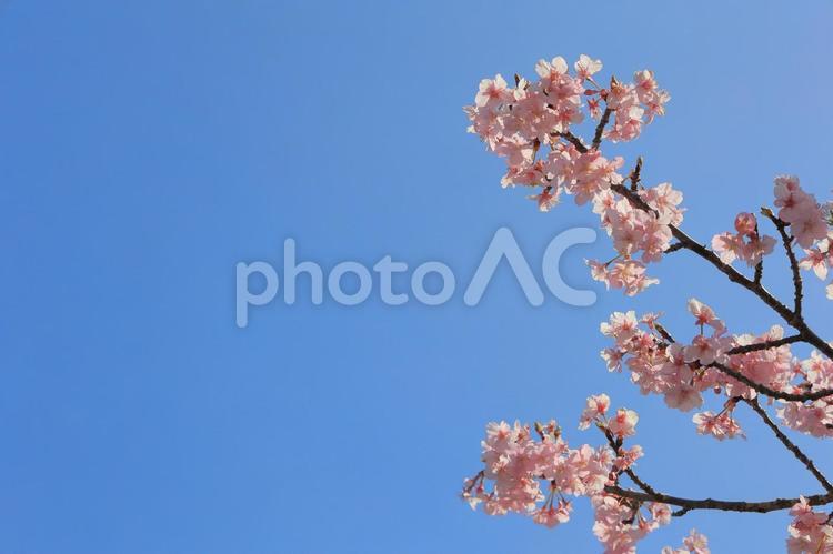 河津桜と青空２０２３その２ 桜,河津桜,さくらの写真素材