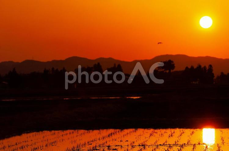 水田に映る夕日 水田,反射,夕方の写真素材