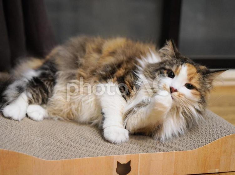 猫（ノルウェイジャンフォレストキャット） 猫,ねこ,ネコの写真素材