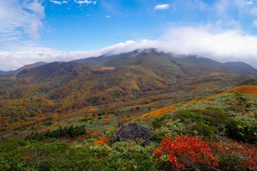 黄金色の草原と紅葉 黄金色の草原と紅葉 秋,紅葉,黄葉の写真素材