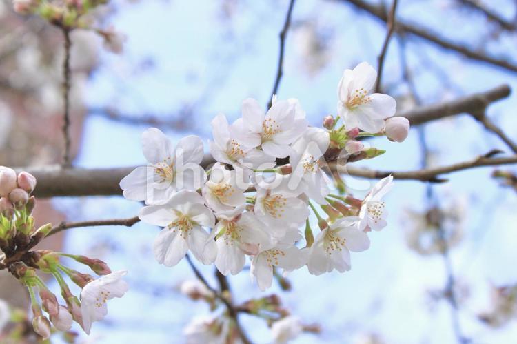 桜（ソメイヨシノ） 桜,春,桜満開の写真素材