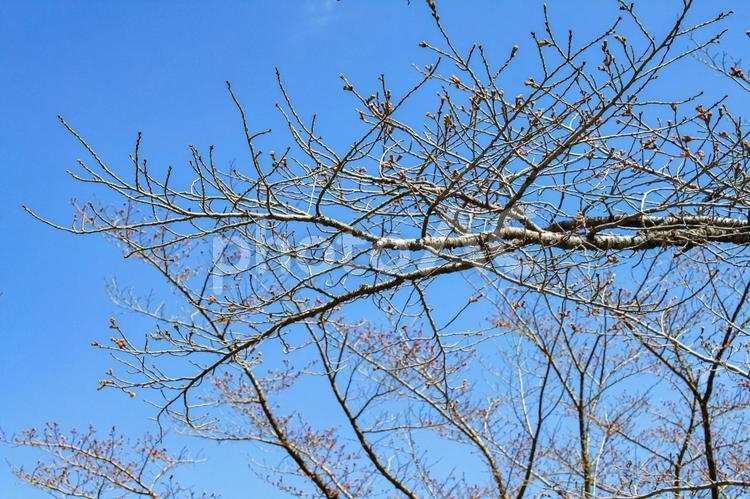 桜のつぼみ つぼみ,綺麗,春の写真素材
