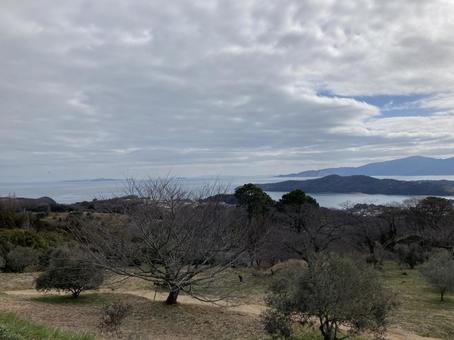 オリーブ園 オリーブ園の写真
