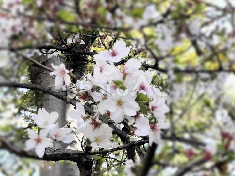 春桜の花と枝 春,桜,花の写真素材