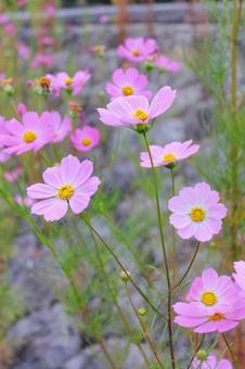 Photo, cosmos, spare, autumn cherry blossoms, 