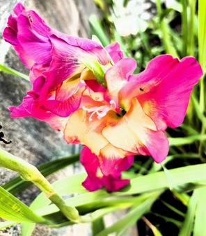 グラジオラスの写真