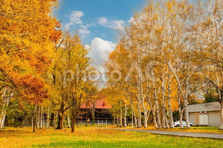 北海道大学の秋の風景、青空と白い雲 北海道大学,紅葉,秋の写真素材