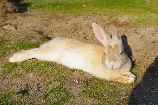 広島県大久野島で眠るウサギ1 うさぎ,睡眠,寝るの写真素材