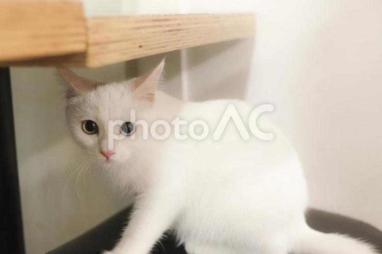 釜山で出会った猫たちが可愛すぎた 釜山,プサン,busanの写真素材