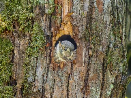 巣穴から顔をだすコゲラ 巣穴から顔をだすコゲラ コゲラ,キツツキ,野鳥の写真素材