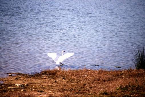 天満大池に飛来する鳥たち 天満大池,冬,鳥たちの写真素材