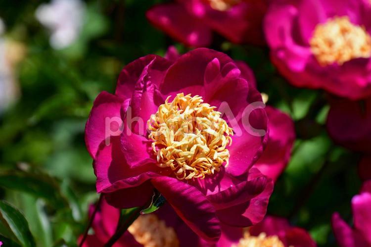  赤い牡丹の花　カナダ　ビクトリアにて 牡丹,ぼたん,シャクヤクの写真素材