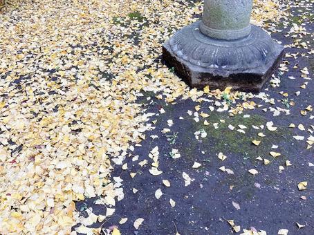 落ち葉 落ち葉の写真