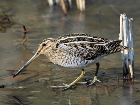 氷上のタシギ タシギ,鴫,田んぼの写真素材