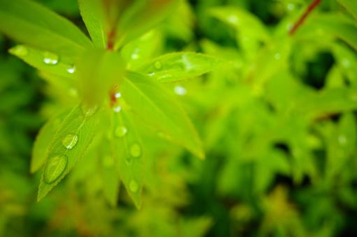 Leaf with raindrops / Image material of rain, rainy season, after rain Leaf with raindrops / Image material of rain, rainy season, after rain