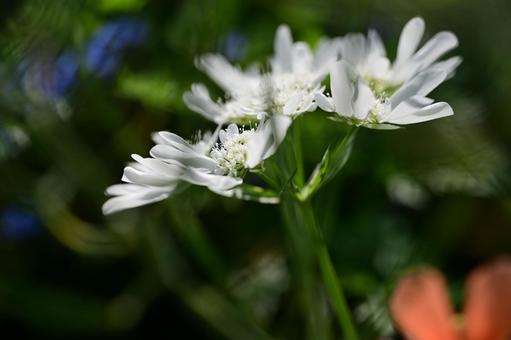 Photo, orlea, flower, white, 