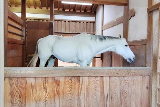 【香川県】金刀比羅宮の神馬 【香川県】金刀比羅宮の神馬の写真