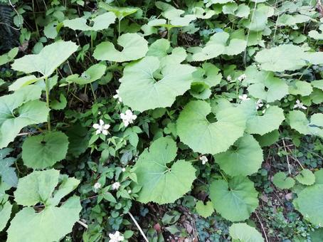 Photo, mountain balloon, butterbur, wild strawberries, 