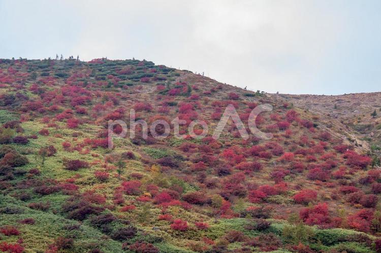 弓池の風景⑵ 秋,弓池,紅葉の写真素材