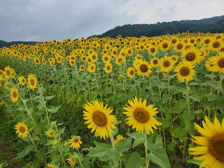 夏の風物詩 夏の風物詩 ひまわり,自然,向日葵の写真素材
