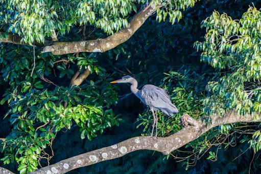アオサギのいる風景 アオサギ,オオアオサギ,くちばしの写真素材