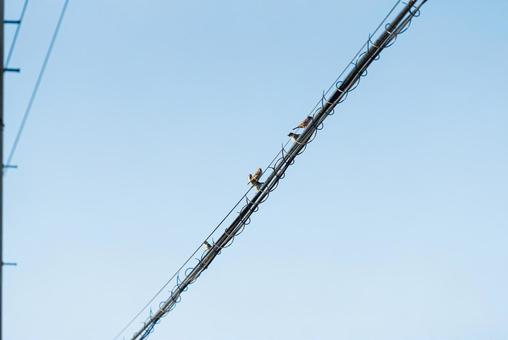 電線に止まって思い思いに過ごすスズメ スズメ,小鳥,野鳥の写真素材