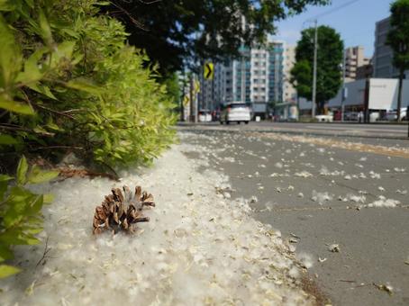 ポプラの綿毛　北海道札幌市 ポプラ,綿毛,ふわふわの写真素材