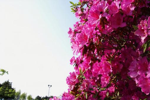 満開のツツジ 満開のツツジの写真