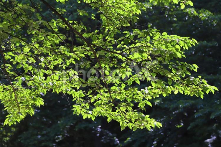新緑の風景 森,森林,木の写真素材