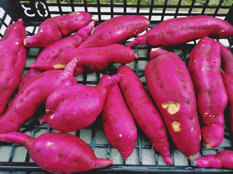 さつまいも　豊作 さつまいも,豊作,家庭菜園の写真素材