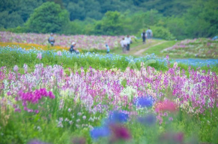 栃木県那須町　那須フラワーワールド 栃木県,那須町,那須高原の写真素材