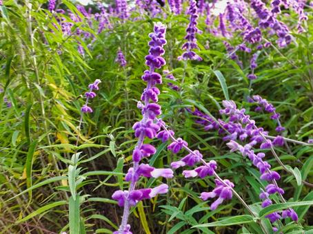 アメジストセージの紫色の花 アメジストセージ,花,秋の写真素材