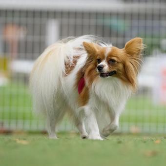 ドッグランのパピヨン ドッグランのパピヨン 犬,パピヨン,可愛い犬の写真素材