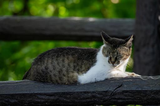 Cat relaxing on a bench, JPG Cat relaxing on a bench, JPG