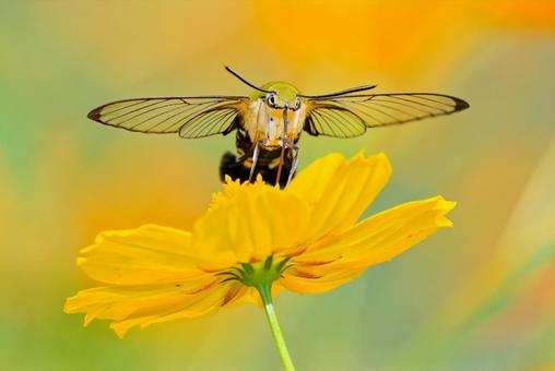 花の蜜を吸うオオスカシバ 花の蜜を吸うオオスカシバ オオスカシバ,蛾,チョウ目の写真素材