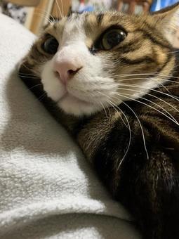 こま 猫,動物,可愛いの写真素材