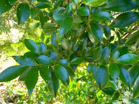 ヒサカキの写真