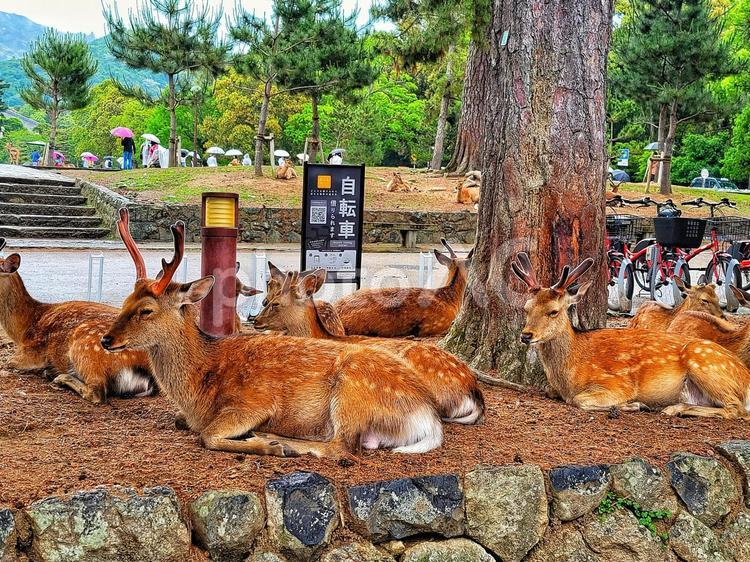 奈良公園の鹿(奈良県) 奈良公園,鹿,シカの写真素材