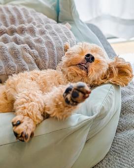 犬用ベッドで爆睡するトイプードル 犬,ベッド,犬用ベッドの写真素材