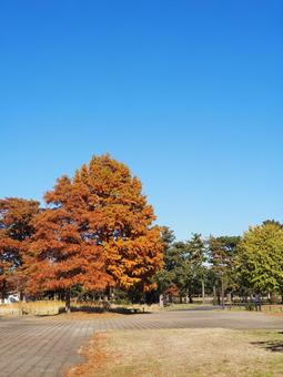 水元公園の紅葉・オレンジ色の木々・葛飾区 秋,水元公園,紅葉の写真素材